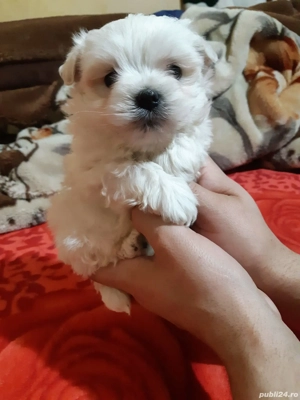 Bichon maltesse  mini toy  - imagine 3