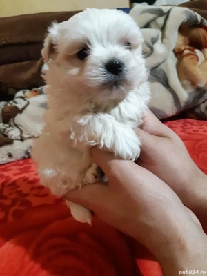 Bichon maltesse  mini toy  - imagine 2