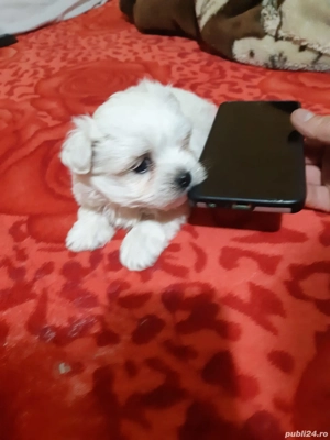 Bichon maltesse  mini toy  - imagine 4
