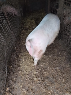 porci 400 kg - imagine 2