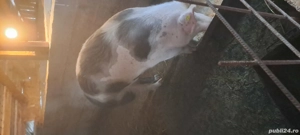 Vand purcea gestantă - imagine 3