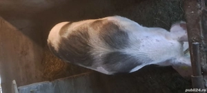 Vand purcea gestantă - imagine 4