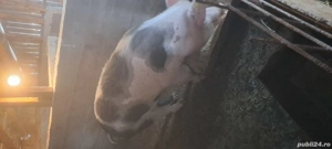 Vand purcea gestantă