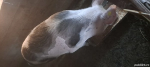 Vand purcea gestantă - imagine 2