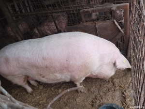 porci 400 kg - imagine 3