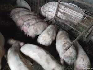 purcei de vanzare - imagine 1