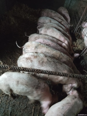 purcei de vanzare - imagine 3