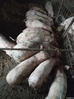 purcei de vanzare - imagine 4