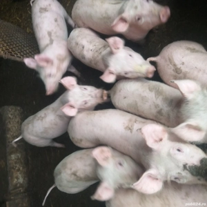 Vînd porci și purcei Coșoveni