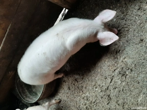 Vând purcei rasă de carne - imagine 2