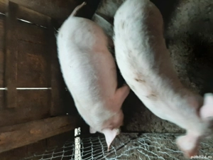 Vând purcei rasă de carne - imagine 3