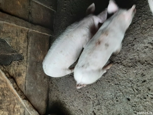 Vând purcei rasă de carne - imagine 4