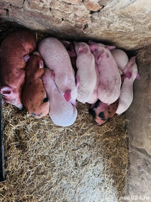 purcei de vanzare - imagine 2