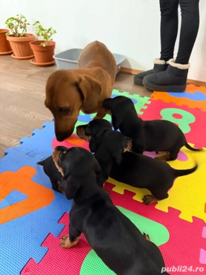 Pui Teckel 5 saptamani