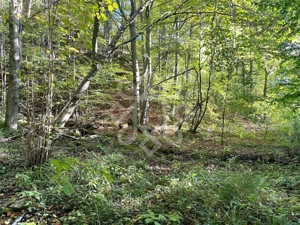 Teren pentru casa de vacanta pe Valea Bratcutei, Bihor - imagine 8