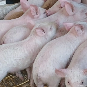 purcei 250 lei bucata  - imagine 5