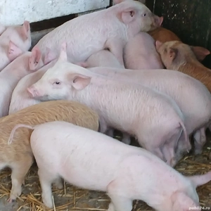 purcei 250 lei bucata  - imagine 3