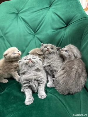 British scottish rasa pură  - imagine 4