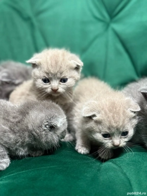 British scottish rasa pură  - imagine 3