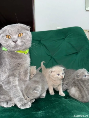 British scottish rasa pură  - imagine 2