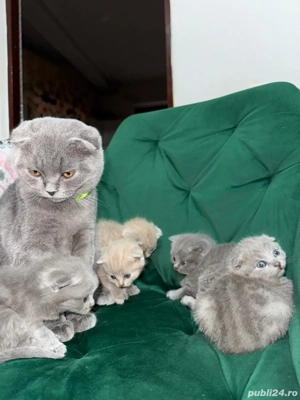 British scottish rasa pură  - imagine 5