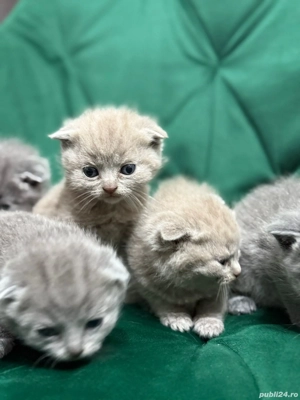 British scottish rasa pură 