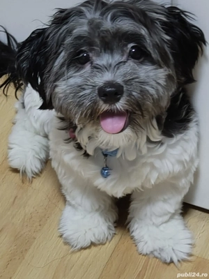 Donez cățeluș în vârstă de aproape 11 luni,este shitzu