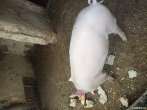Porc de vânzare - imagine 2