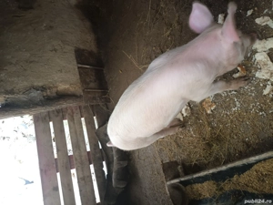 Porc de vânzare - imagine 4