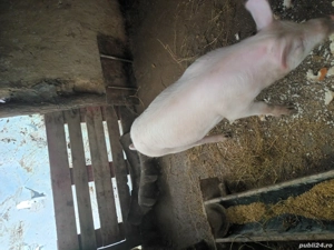 Porc de vânzare - imagine 3