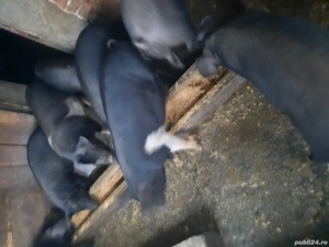 Vand grasuni - imagine 2