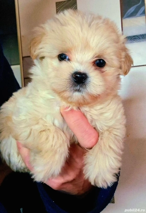 Baietel Maltipoo rasa pura