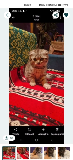 Pisicute urechete si dragute  - imagine 3