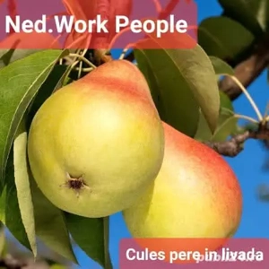 Angajăm.la pere in franta