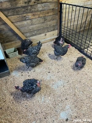 gaini pestrite - imagine 2