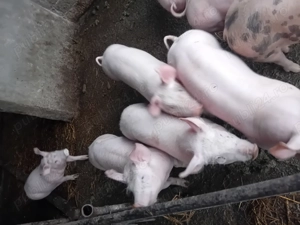 Purcei de vanzare - imagine 3