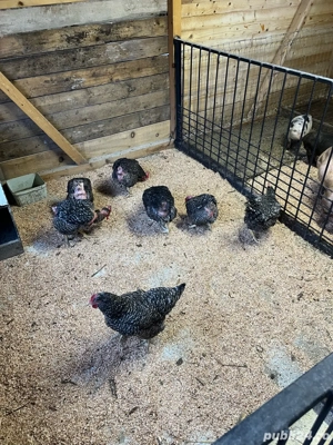 gaini pestrite - imagine 4