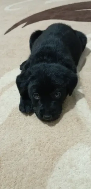 Vand labrador Retriever femela 1,8 saptamani - imagine 2