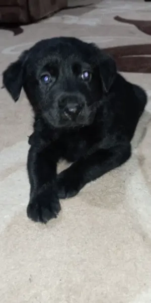 Vand labrador Retriever femela 1,8 saptamani - imagine 3