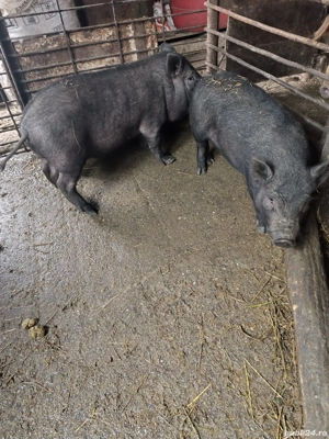 Vând purcei de rasa. - imagine 2