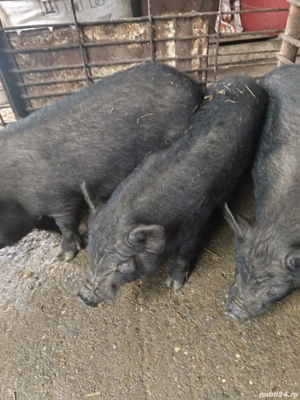 Vând purcei de rasa. - imagine 3