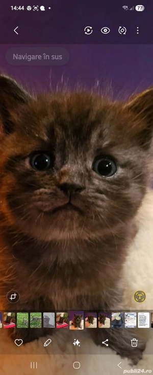 Pisicute urechete si dragute  - imagine 2