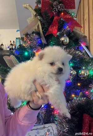 Pomeranian Alb Negru Bej