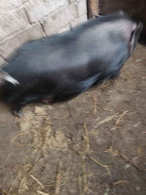 Vând purcei de rasa. - imagine 5