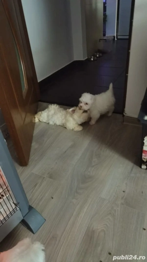 Bishoni Maltez pui - imagine 2