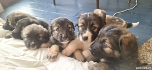 Cățeluși pentru adopție