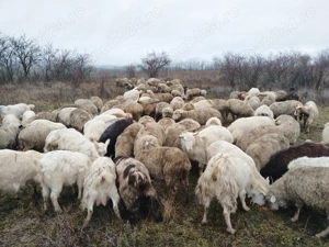 Oi și capre de vânzare 