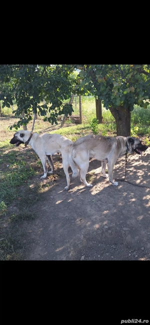de vanzare catei kangal turcesc - imagine 2