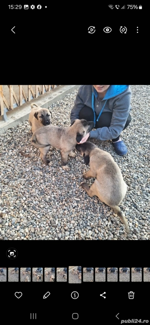 de vanzare catei kangal turcesc - imagine 3