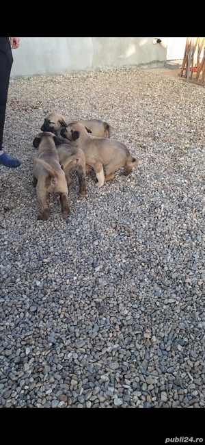 de vanzare catei kangal turcesc - imagine 4
